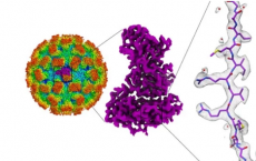 诺如病毒结构远比第一思想复杂