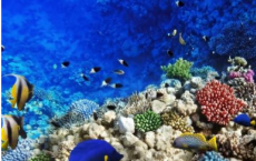 珍稀图片揭示了宁格鲁礁的多样化海洋生物