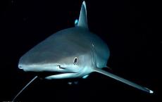 声学搜索或给鲨鱼添加卫星标签来收集它们的活动数据