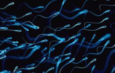 研究确定了应力改变精子并影响下一代大脑发育的生物学机