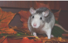 纽约市的科学家发现了追踪老鼠的有价值的方法