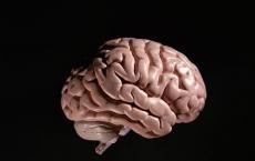 数据切割分析模型揭示了大脑的复杂性