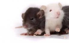 通过激活有助于激发兴奋神经元的基因 雄性小鼠的抑郁症