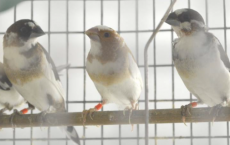 基因定制的教学改善了鸣鸟学习
