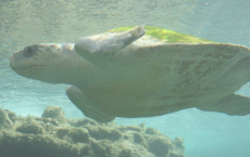飓风多利安之后数以百计的海龟失去巢穴