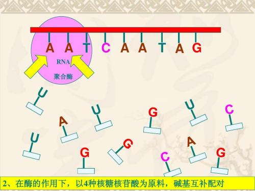 研究人员开发了一种首创的方法 用于研究体内转录驱动