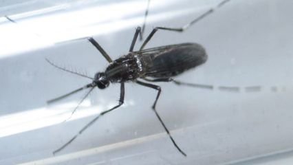 报告称清除携带疟疾的蚊子不太可能影响生态系统