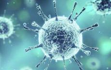 新的免疫系统研究有助于提高疫苗效力或对抗自身免疫性疾