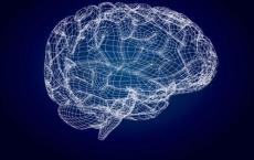 当涉及到大脑的某些部位时 更大不一定代表更好的记忆力