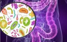 肠道细菌可能改变帕金森氏症的治疗效果