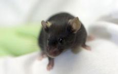 小鼠研究逆转自闭症模型中的感觉障碍