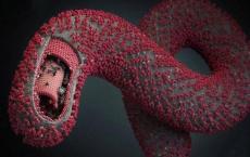更快地识别和控制致命埃博拉病毒的新变种