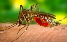 神经科学家探索蚊子是如何决定咬人