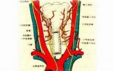正常范围内的甲状腺功能减退可能会影响女性的受孕能力