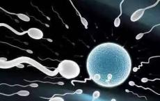 研究人员确定了指导精子的关键分子