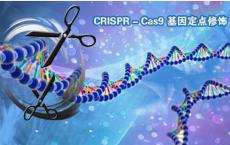 CRISPR基因编辑治疗的早期结果在首次人类试验中显示出希望