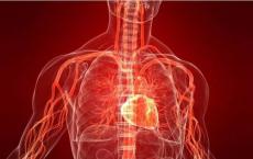 心脏病患者的心脏干细胞可能有害