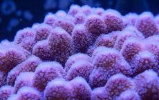 一些珊瑚可能适应气候变化