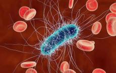研究揭示了大肠杆菌在引发感染方面的秘密武器