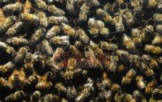 农药和营养不良形成蜜蜂的致命组合