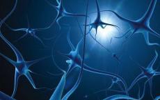 脑组织僵硬对于神经发生至关重要