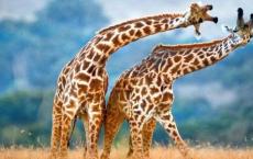野生动物会议为长颈鹿提供更多保护