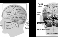 一项新研究明确了阿尔茨海默氏症在大脑中的早期和深部出