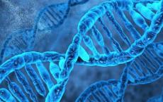 揭示了古代DNA修复因子的意外多功能性