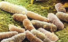 研究人员解读了大肠杆菌中细胞色素bd氧化酶的分子结构