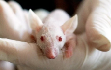 预测鼠标记忆丧失在发生之前可能会有益于阿尔茨海默氏症