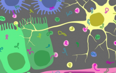 循环microRNA的提取及第二部分分离方法