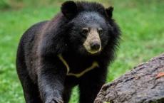 亚洲黑熊的每日能量平衡呈现出双峰型的季节性变化
