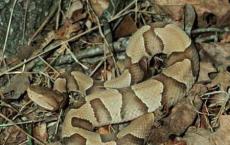 研究发现严重干旱阻碍了铜头蛇的繁殖