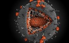 抗病毒治疗来消除小鼠基因组中的HIV-1 DNA