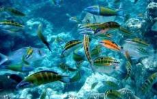 热带鱼与其微生物组协调适应低温