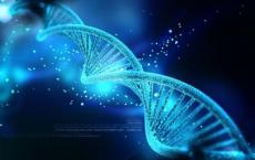 最新的调查表明基因与唐氏综合症受损的记忆有关