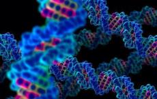 CRISPR-baby科学家已开始编辑人卵中的基因