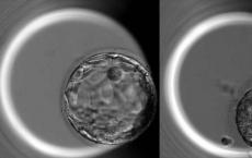 在第一个实验中人类胚胎被编辑以探究基因功能