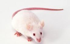 研究人员通过使用病毒将特定基因传递到大脑中来预防小鼠