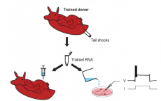 科学家将蜗牛的记忆移植成功