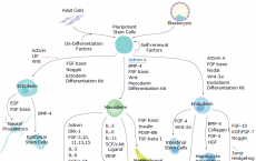胚胎和诱导多能干细胞分化通路及谱系特异性标志物
