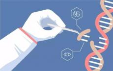 超精确的新型CRISPR工具可解决多种遗传疾病
