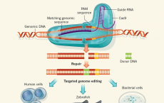 一种新的CRISPR-Cas9蛋白可提高基因编辑的精度