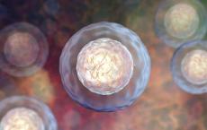 研究表明细胞竞争如何纠正胚胎发生过程中嘈杂的形态发生