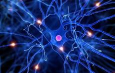 神经元和肌肉细胞表面的毛孔控制着您的每一个思想