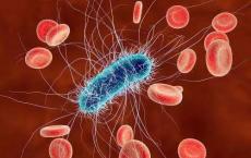 研究呼吁在胶囊化粪便移植物中筛选抗药性大肠杆菌