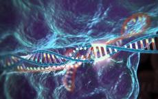特殊CRISPR允许干细胞衍生神经元的基因编辑