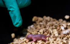 老鼠基因编辑创建两个生物爸爸第一次