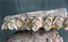 食草动物牙齿的各个区域在牙齿磨损的敏感性上各不相同