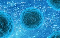 最初在脂肪中发现的干细胞被转化为起搏器样细胞